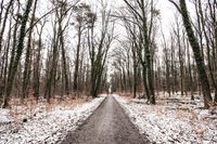 walk in the forest in winter, Gie&szlig;en