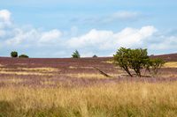 view into the L&uuml;neburger Heide, near Wilsede