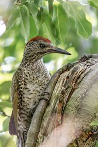 green woodpecker, Tegeler Flie&szlig;, Berlin