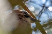 jay in the garden, Gie&szlig;en