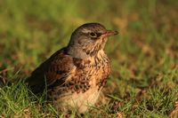 juniper thrush on a meadow by the Rhine, Cologne