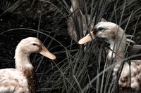 geese at Caf&eacute; Daniels, Bellnhausen