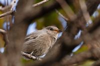 dunnock in Z&uuml;ndorf, Cologne