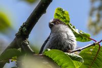 long-tailed tit at the Water of Leith Walkway, Edinburgh