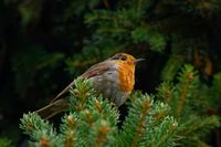 robin at M&uuml;lheim cemetery, Cologne