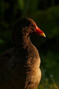 moorhen in the Flora, Cologne