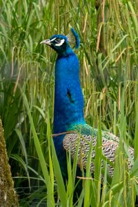 peacock at Aachen Zoo