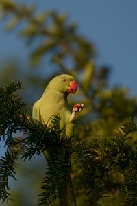 collared parakeet at dinner, Cologne