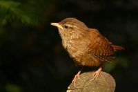 wren at M&uuml;lheim cemetery, Cologne