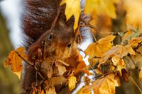 squirrel #1, Cologne