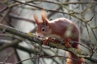 squirrel #3, Gie&szlig;en