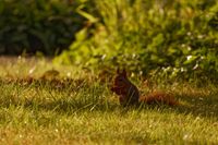 squirrel #7, Cologne