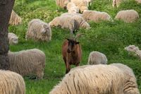 sheep #2, Cologne