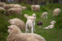 sheep #3, Cologne