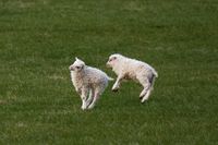 sheep #9, Iceland