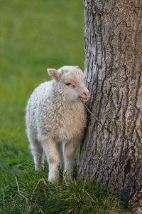 sheep #10, Iceland