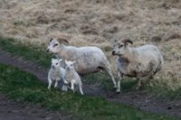 sheep #11, Iceland